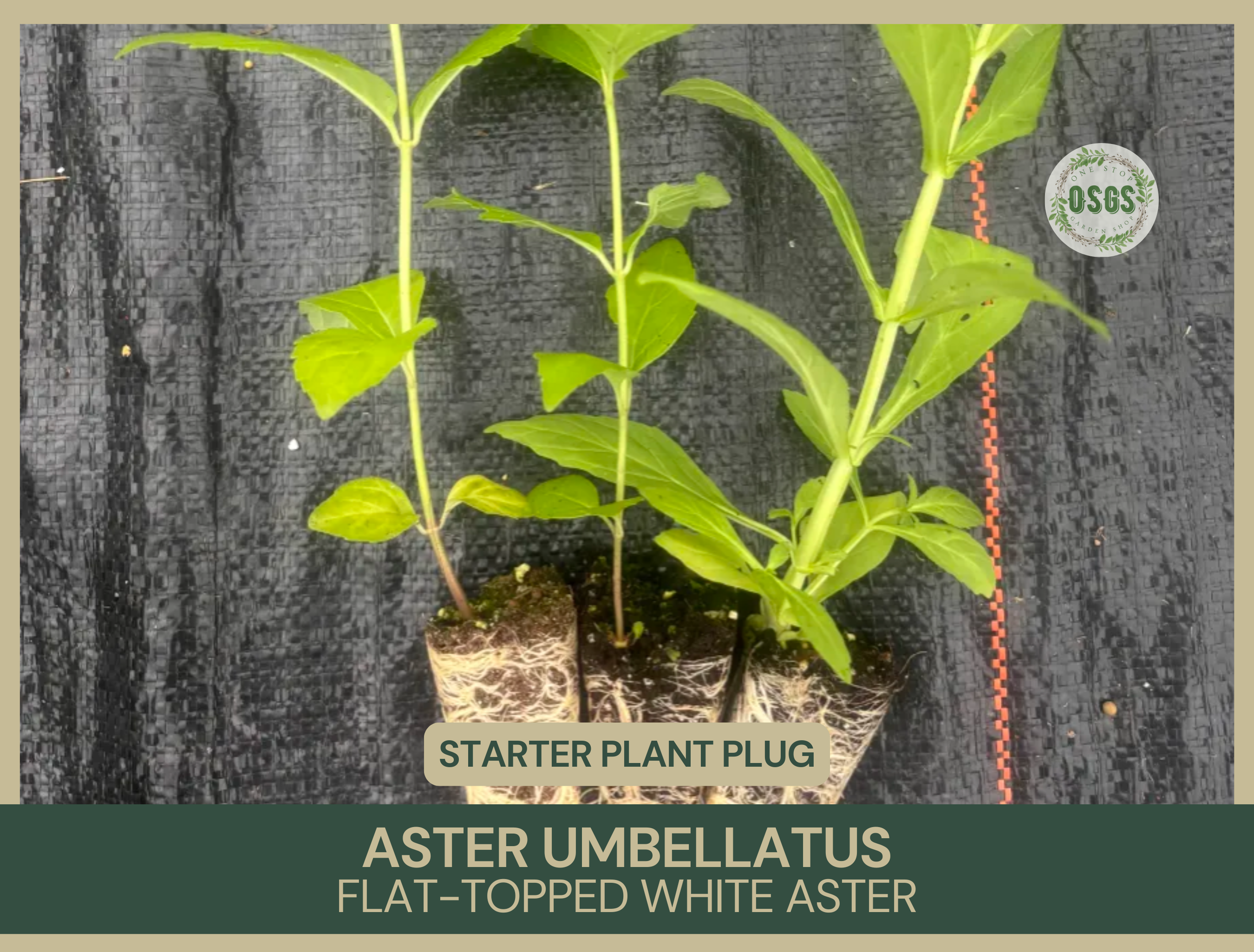 Aster umbellatus | Flat-Topped White Aster | Starter Plant Plug