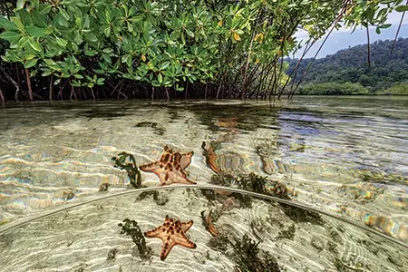 A split-shot image of a vibrant mangrove wetland, with lush greenery above and starfish visible in the crystal-clear water below—illustrating one of the 10 fascinating facts about wetland ecosystems: their incredible biodiversity, supporting both terrestrial and marine life in a single interconnected habitat.