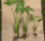 *Sagittaria latifolia (Broadleaf Arrowhead) plants with roots exposed, a native aquatic species that provides habitat for frogs, dragonflies, and birds in ponds.*
