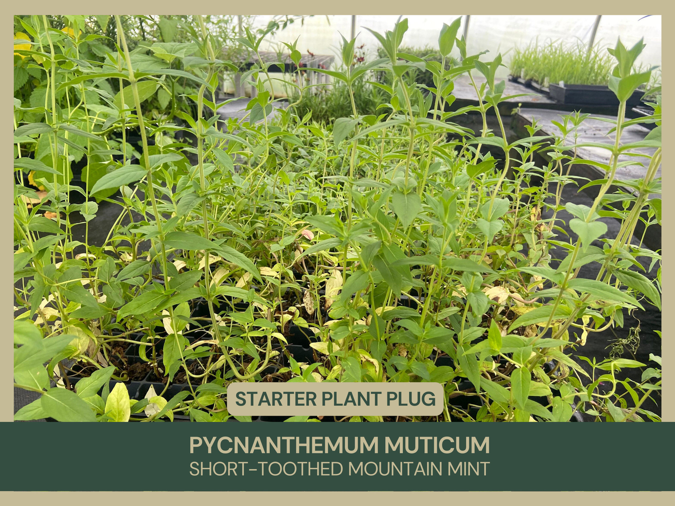 Pycnanthemum muticum | Short-toothed Mountain Mint | Starter Plant Plug