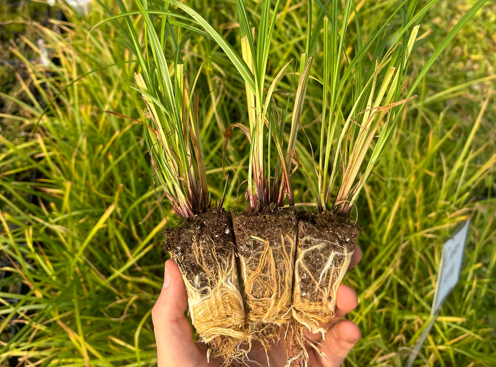Hand holding young Sedge (Carex species) plants with exposed roots, showing how native grasses are planted to establish long-lasting perennial ground cover.
