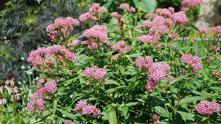 Cluster of native Swamp Milkweed (Asclepias incarnata) with pink flower heads blooming in a garden, valued for supporting monarch butterflies and pollinators in wetland habitats.