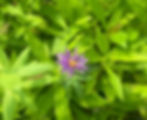 A single purple bloom of Aster novae-angliae (New England Aster) emerges among dense green foliage—an essential late-season companion to Asclepias incarnata, providing nectar for migrating monarchs and vibrant fall color in native pollinator gardens.