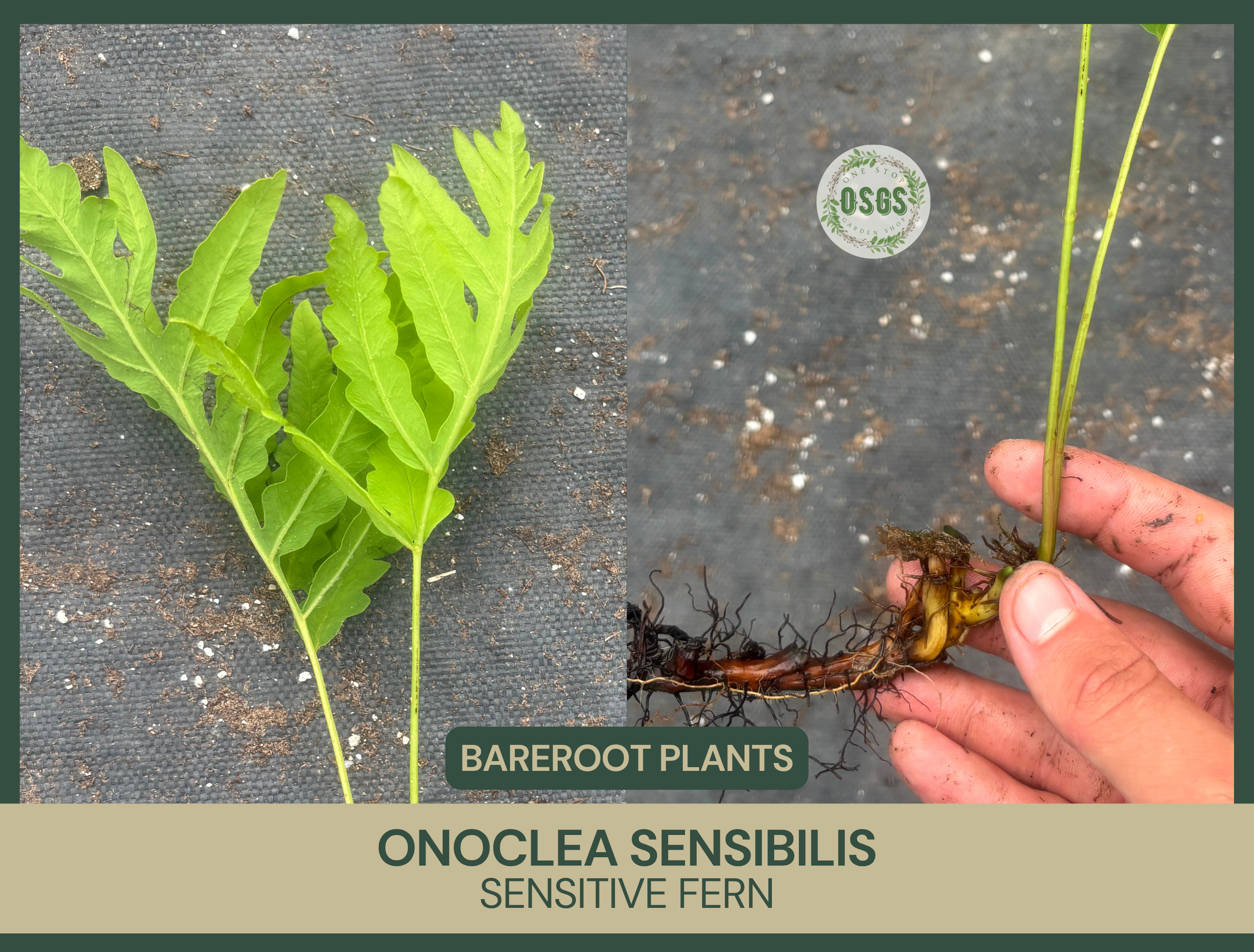 Onoclea sensibilis | Sensitive Fern | Bareroot