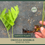 Thumbnail: Onoclea sensibilis | Sensitive Fern | Bareroot