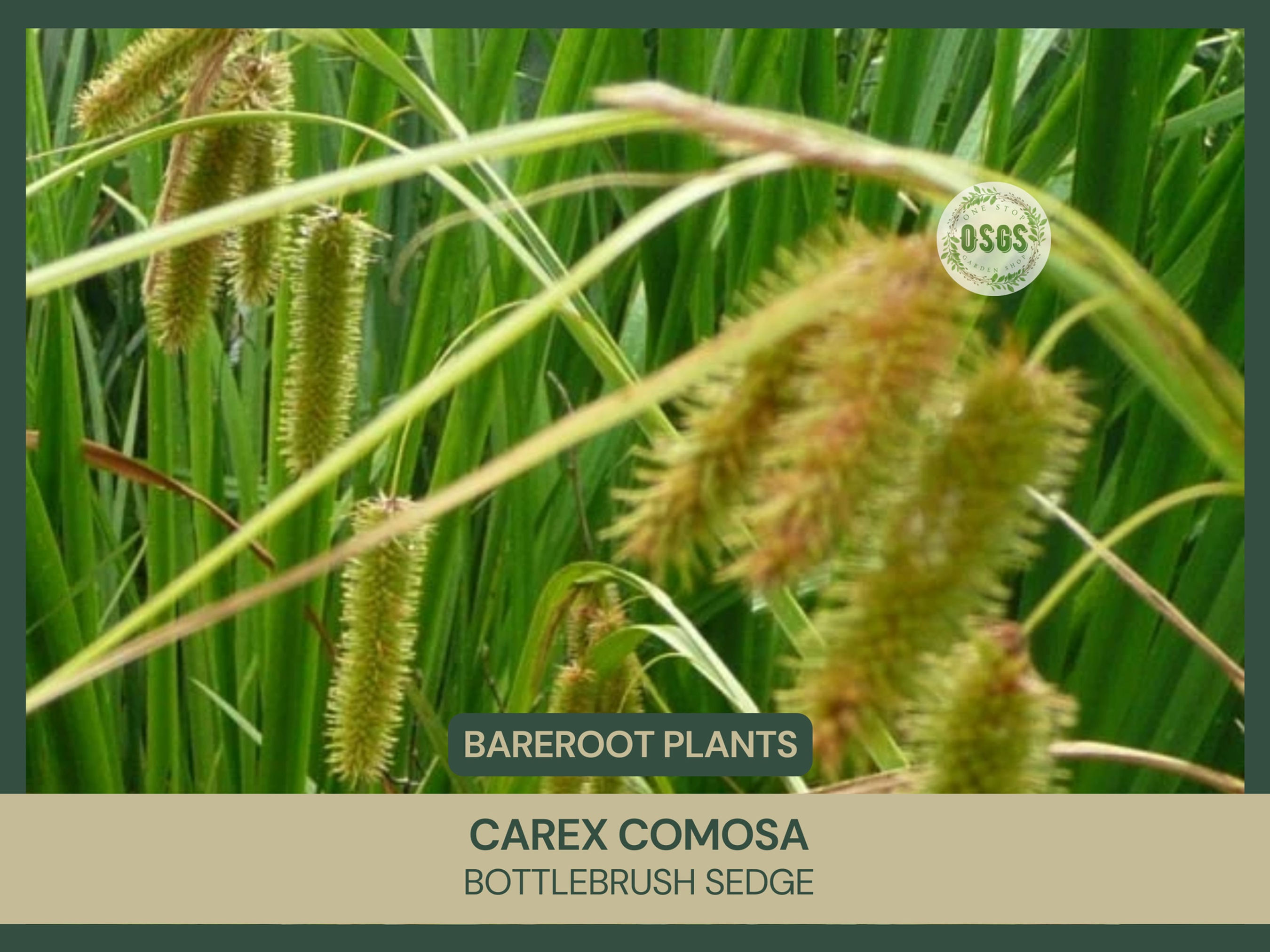 Carex comosa | Bottlebrush Sedge | Bareroot