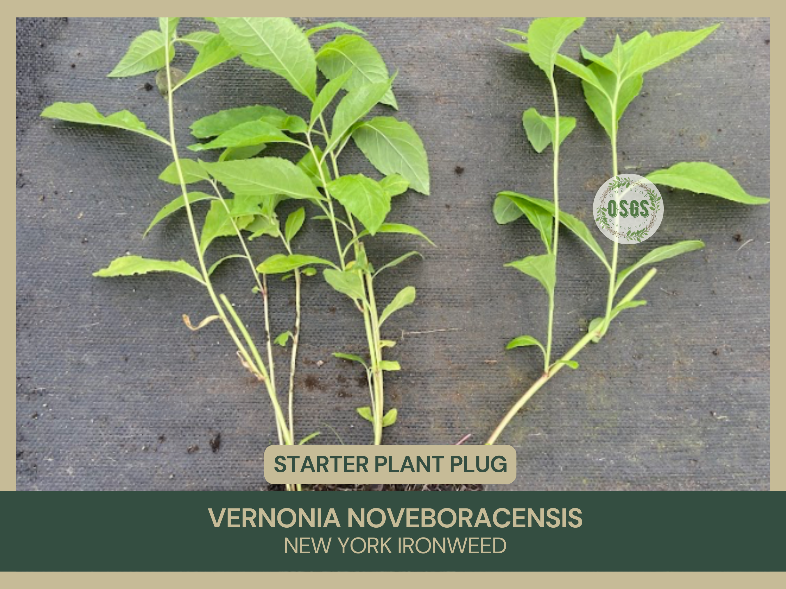 Vernonia noveboracensis | New York ironweed | Starter Plant Plug