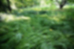 Pennsylvania Sedge naturally forms soft, grass-like colonies in woodland environments, making it an excellent native ground cover for shaded landscapes.