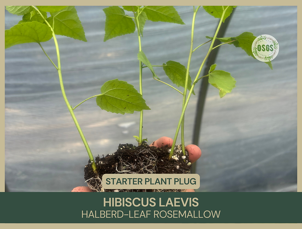 Hibiscus laevis | Halberd-Leaf Rosemallow | Starter Plant Plug