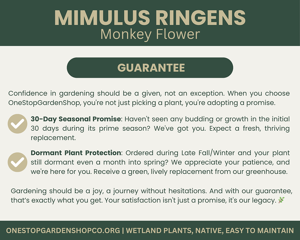 Thumbnail: Mimulus ringens | Monkey Flower | Starter Plant Plug