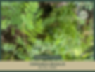 Osmunda regalis | Royal Fern | Large Bareroot
