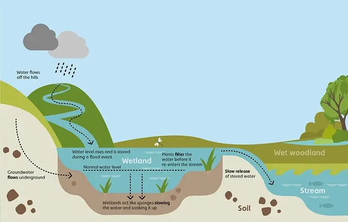 Illustration showing how wetlands act like natural sponges during heavy rainfall by storing excess water and slowly releasing it, reducing flood risks. Water flows from hills into the wetland, where plants filter it before it returns to streams—another fascinating fact about wetland ecosystems and their vital role in natural flood control and water purification.