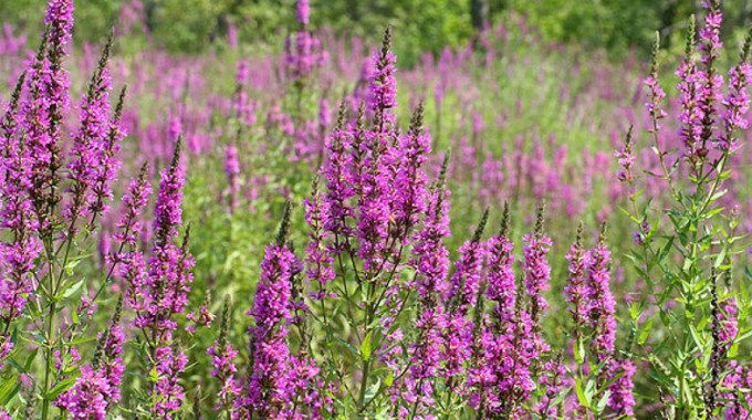 Field densely covered with invasive Purple Loosestrife (Lythrum salicaria) in full bloom, demonstrating how this aggressive species can dominate wetland habitats and reduce native biodiversity.
