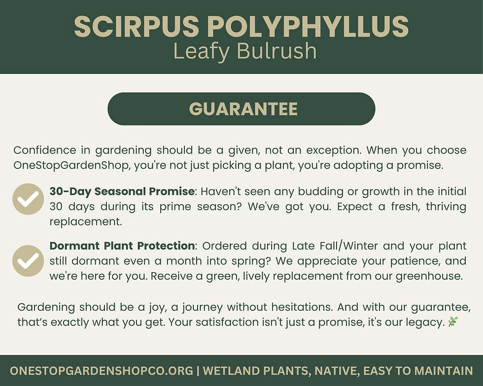 Thumbnail: Hibiscus laevis | Halberd-Leaf Rosemallow | Starter Plant Plug