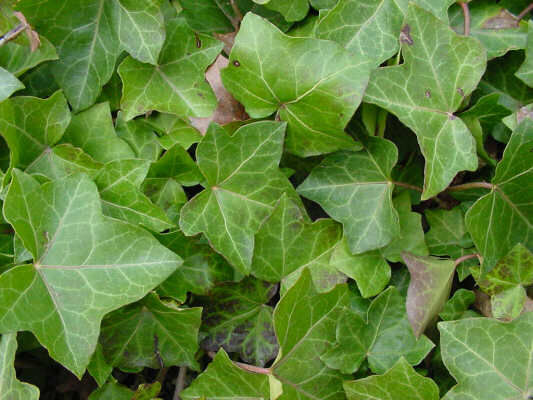 Close-up of invasive English Ivy (Hedera helix) leaves, showing its dense, evergreen foliage that can smother native plants and damage trees and structures.