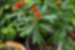 A potted native plant with bright red and orange flowers growing among lush green leaves, demonstrating how to start small when creating an ecological garden. Photo from One Stop Garden Shop Co.’s Customer.