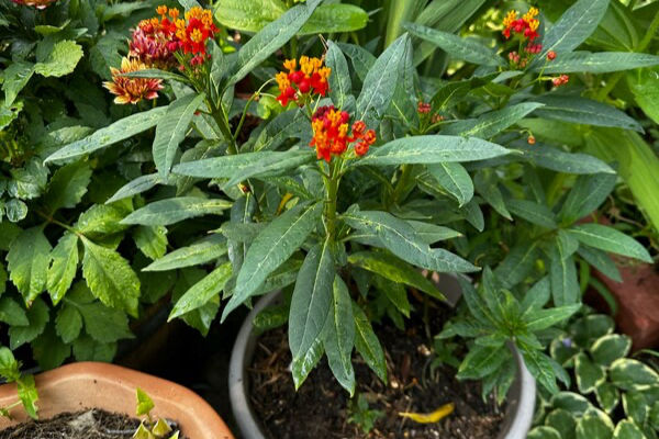 A potted native plant with bright red and orange flowers growing among lush green leaves, demonstrating how to start small when creating an ecological garden. Photo from One Stop Garden Shop Co.’s Customer.
