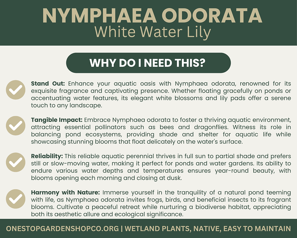 Thumbnail: Nymphaea odorata | White Water Lily | Tuber | Live Plant