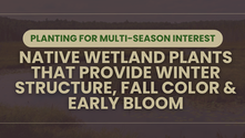 Planting for Multi-Season Interest: Native Wetland Plants That Provide Winter Structure, Fall Color & Early Bloom
