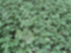Thick mat of Houttuynia cordata with green heart-shaped leaves and small white flowers, demonstrating its aggressive spreading nature that can make it extremely difficult to control in garden settings.