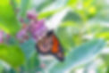 Always relate the alt text to the topic: Top Companion Plants for Asclepias incarnata (Swamp Milkweed)Always relate the alt text to the topic: Top Companion Plants for Asclepias incarnata (Swamp Milkweed)Always relate the alt text to the topic: Top Companion Plants for Asclepias incarnata (Swamp Milkweed)Always relate the alt text to the topic: Top Companion Plants for Asclepias incarnata (Swamp Milkweed)Always relate the alt text to the topic: Top Companion Plants for Asclepias incarnata (Swamp Milkweed)