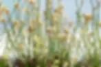While Pennsylvania Sedge is primarily grown for its graceful foliage, its delicate spring flowers and seed heads provide subtle seasonal interest and support natural ecosystem processes.
