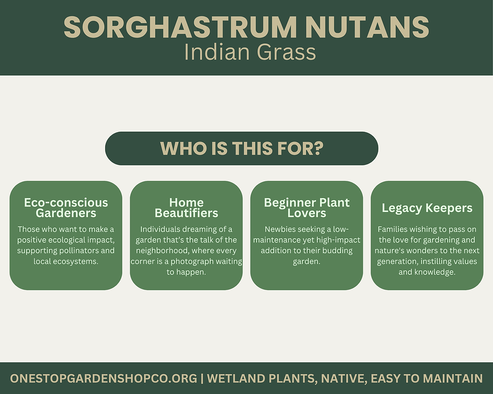 Thumbnail: Sorghastrum nutans | Indian Grass | Starter Plant Plug