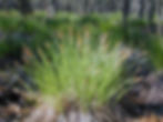 A dense clump of native Carex species (sedge) thriving in a shaded wetland forest—an ideal structural and ecological companion to Asclepias incarnata, helping to stabilize soil and support habitat diversity in moist to saturated environments.