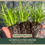 Thumbnail: Scirpus atrovirens | Dark Green Bulrush | Starter Plant Plug
