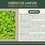 Thumbnail: Hibiscus laevis | Halberd-Leaf Rosemallow | Starter Plant Plug