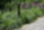 Pennsylvania Sedge adds texture and movement to garden borders, creating a soft transition between pathways and native plantings.