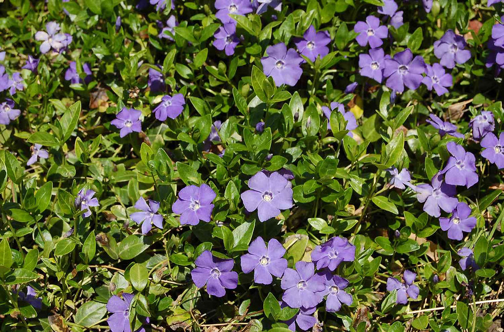 Cluster of purple periwinkle flowers (Vinca minor or Vinca major) forming a dense ground cover, highlighting their invasive nature and ability to spread rapidly, outcompeting native vegetation.