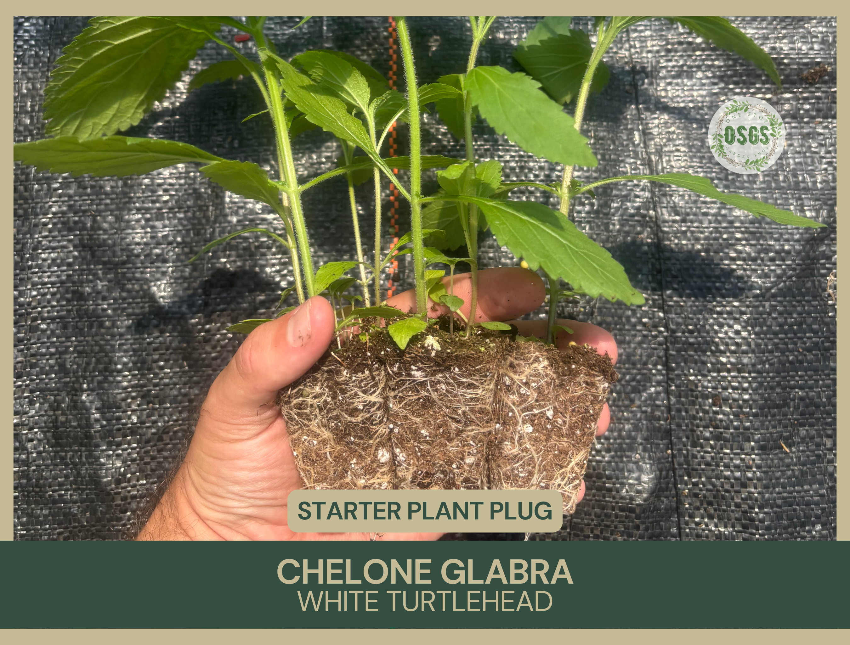 Chelone glabra | White Turtlehead | Starter Plant Plug