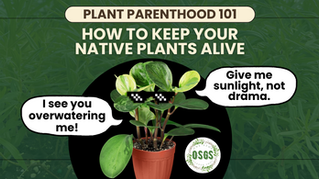 A complete visual guide to native plant care, showing steps like soil preparation, planting, watering, reading plant health, avoiding overwatering, using compost, and handling garden pests. Includes images of thriving and wilting native plants, compost and leaf litter, watering techniques, and beneficial insects. This blog teaches plant parents how to keep native plants alive, healthy, and thriving using real-life photos and practical tips for every stage of growth.