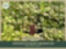 Veronicastrum virginicum | Culver's Root | Starter Plant Plugs