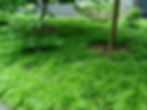 Pennsylvania Sedge (Carex pensylvanica) used as a native lawn alternative under mature trees. This low-maintenance, shade-tolerant ground cover creates a soft green carpet in woodland and residential landscapes.