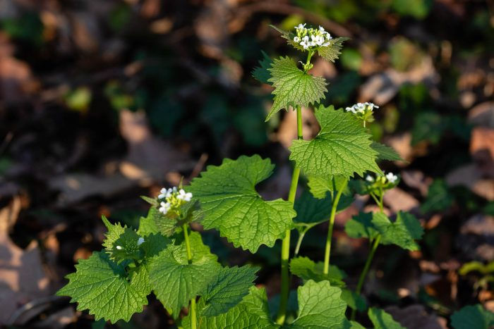 Invasive Garlic Mustard (Alliaria petiolata) plant with serrated green leaves and small white flowers, growing on a forest floor and known for displacing native wildflowers and disrupting ecosystems.