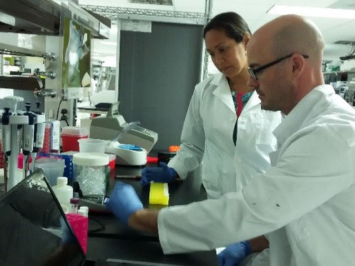 Colombia y Venezuela en alerta ya que el cóndor de los Andes podría desaparecer.