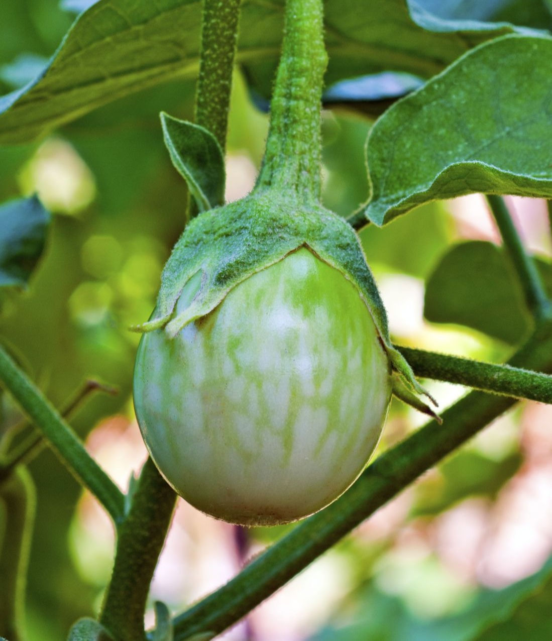 Eggplant: Thai Petch Siam