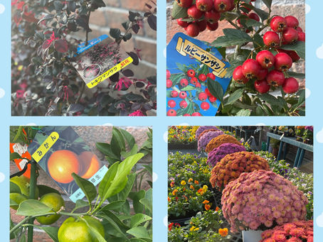 植物の入荷情報♪