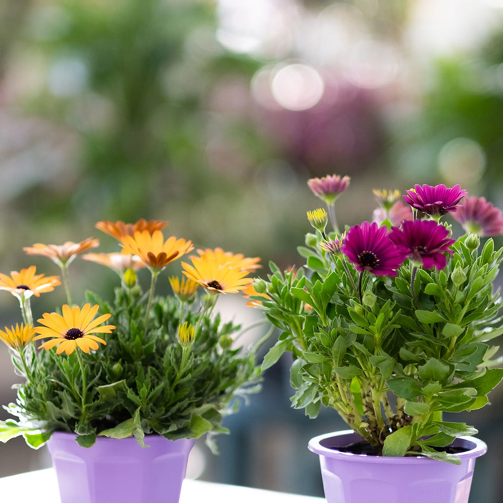 オステオスペルマム