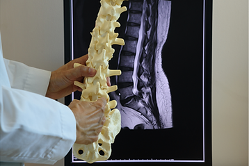 spine model compared with ultrasound image