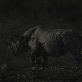 Rasendes Nashorn nachts im Etoscha Nationalpark in Namibia - Foto zum Buch "Elefanten Ekstase" von Claudia du Plessis |  Ideales Geschenk für Afrikafans