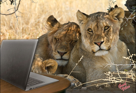 Kartenset Namibia Claudia du Plessis Nashorn Nirwana Elefanten Ekstase Buchreihe