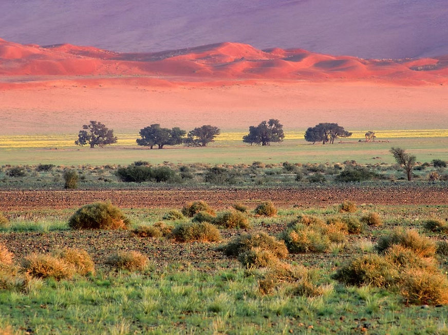 Desert landscape after rain