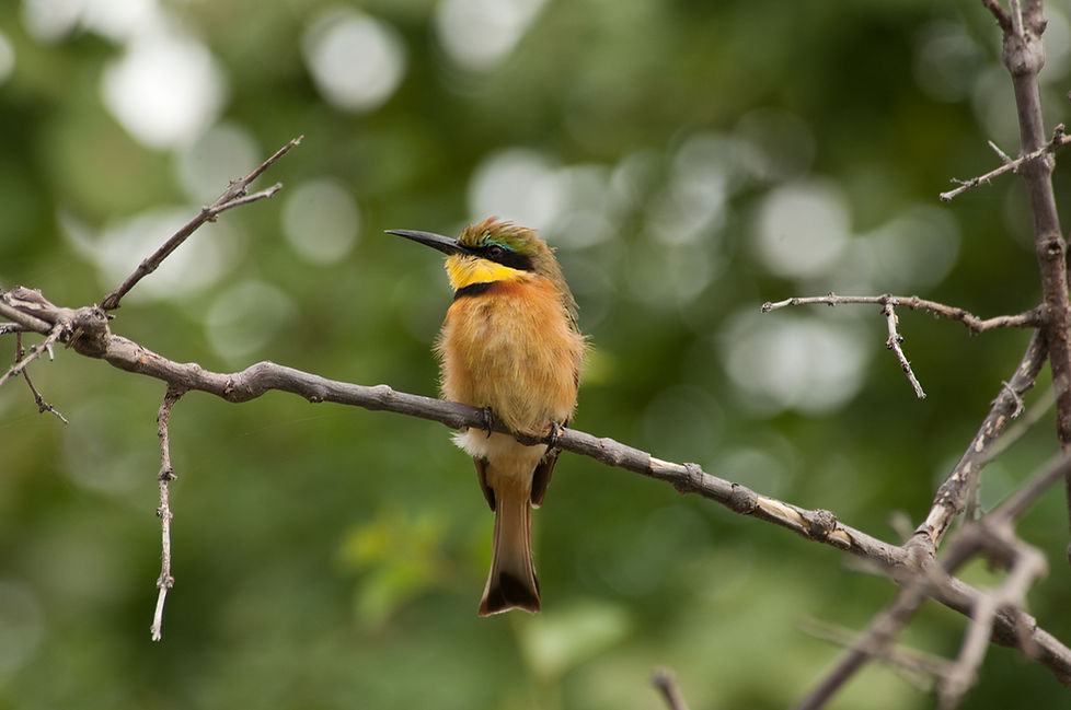 Little bee-eater