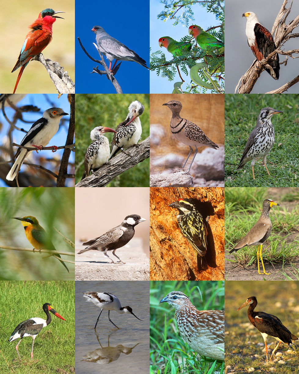 Guided Bird Watching Tours Namibia Lovers Guided Bird Watching Tours Namibia Lovers