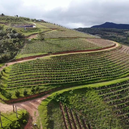 Ponteland Travel joins Tree-Nation in a partnership to fight climate change