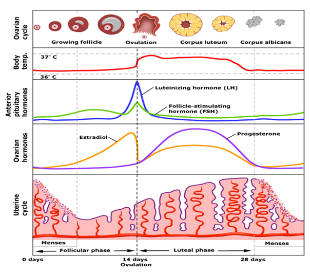 Vitex, Luteal Phase Defect, and Fertility
