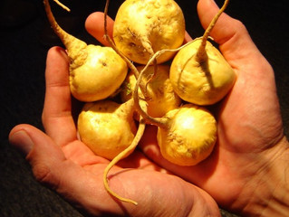 Maca - čudežna korenina z Andov